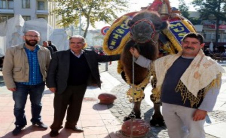 Selçuk’ta deve güreşleri festivali heyecanı